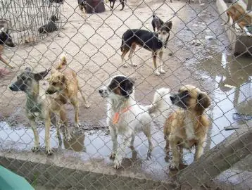 perros