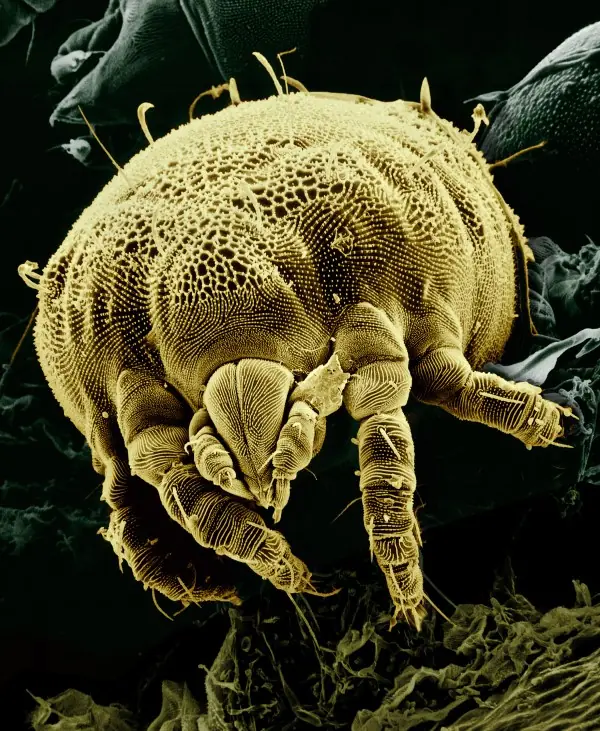 The Tick