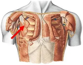 anatomia