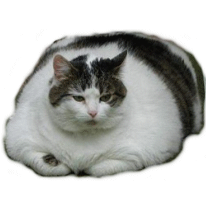 gatos