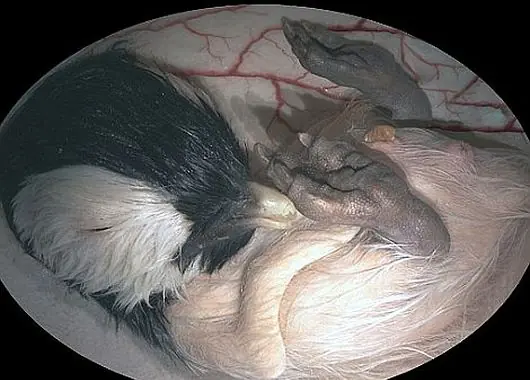 intrautero