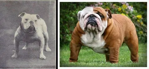 perros de raza