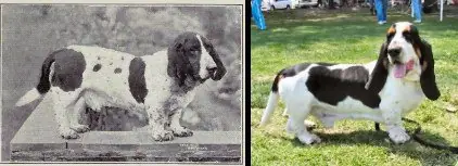 perros