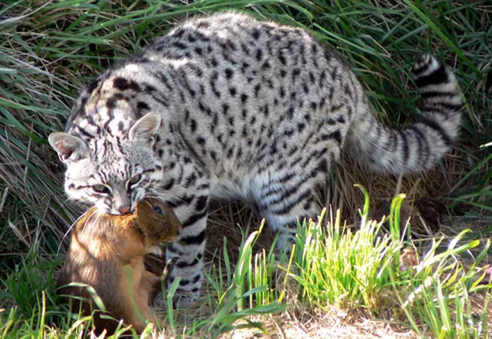 conoce a los "linces" chilenos