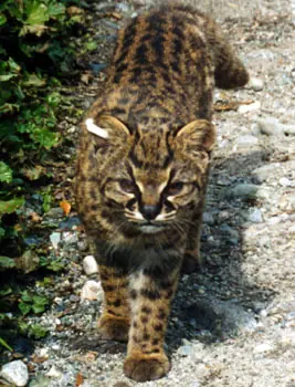 lince