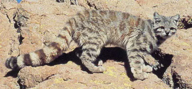 lince