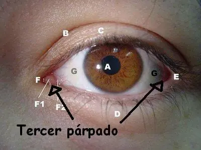 Partes inútiles del Cuerpo Humano