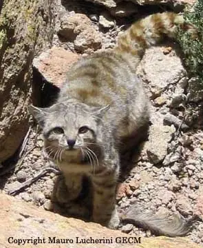 felinos