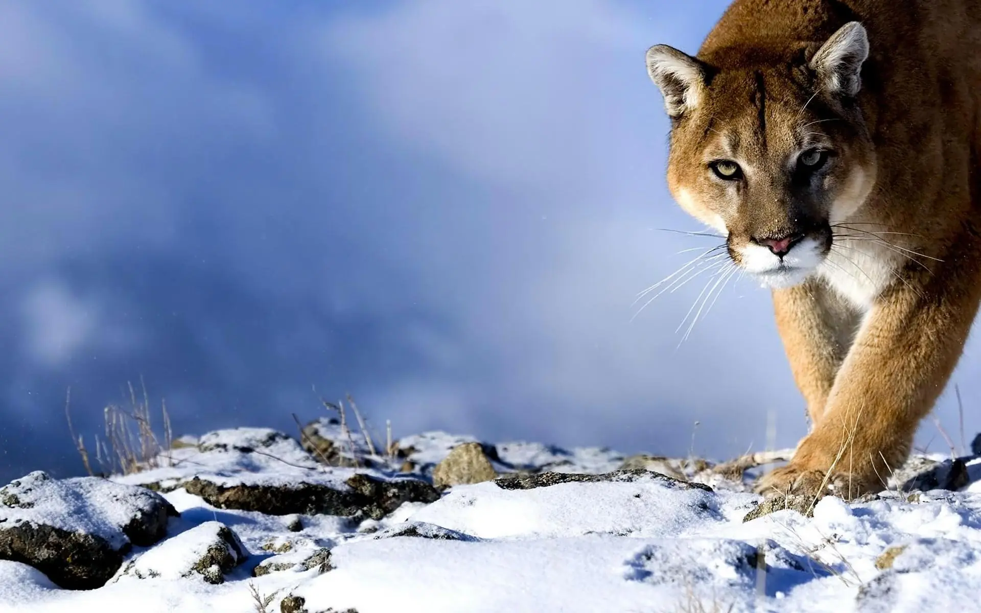 conoce a los "linces" chilenos