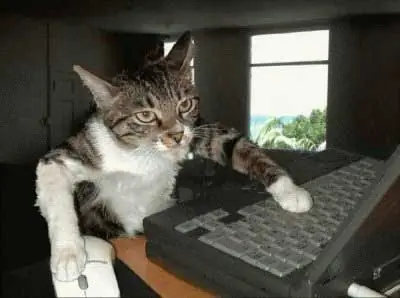 felinos
