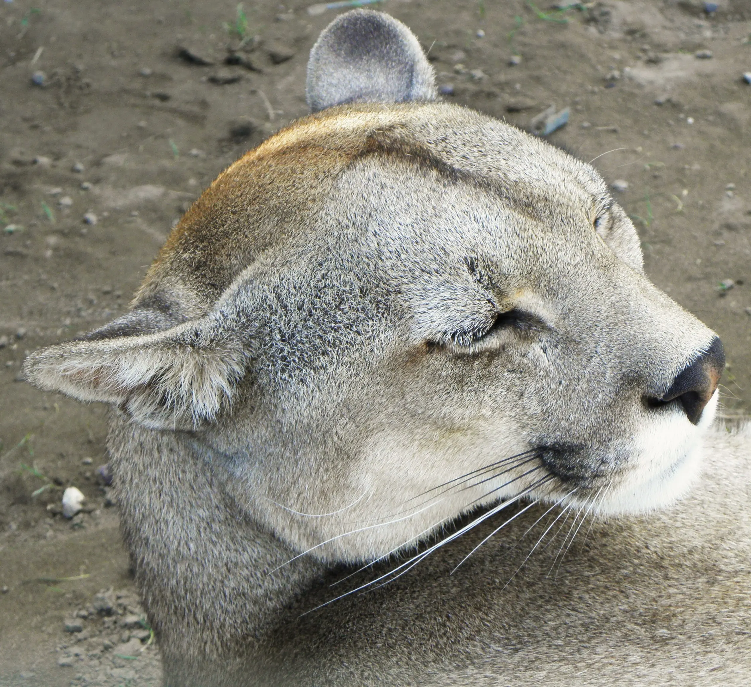 gatos