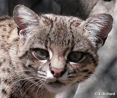 gatos