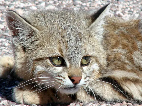 felinos