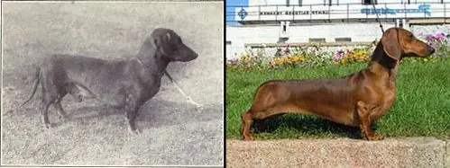 linaje puro