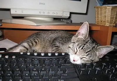 lince