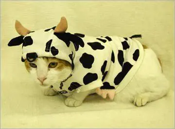 Curiosidades De Los Gatos[MegaPost]
