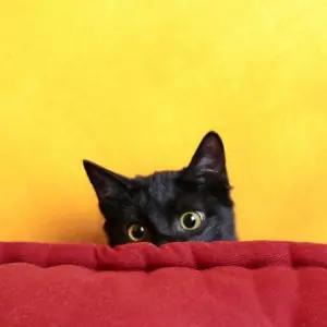 Sabias que los gatos