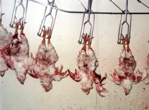Cuidado con el pollo y los huevos transgénicos