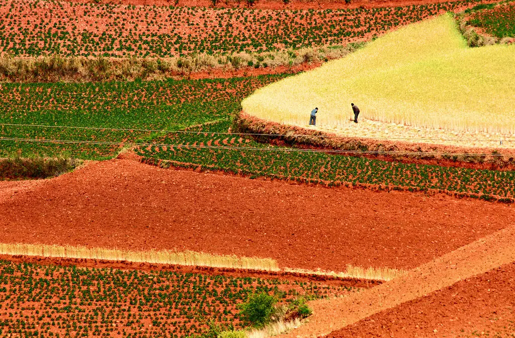 agricultura