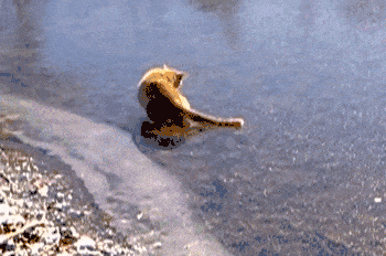 Los mejores Gifs