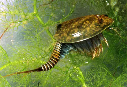 un animal fuera de epoca
