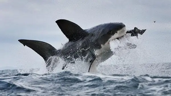 Tremendo: así ataca un tiburón