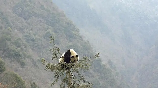 La Tierra se enfrenta a su sexta extinción masiva