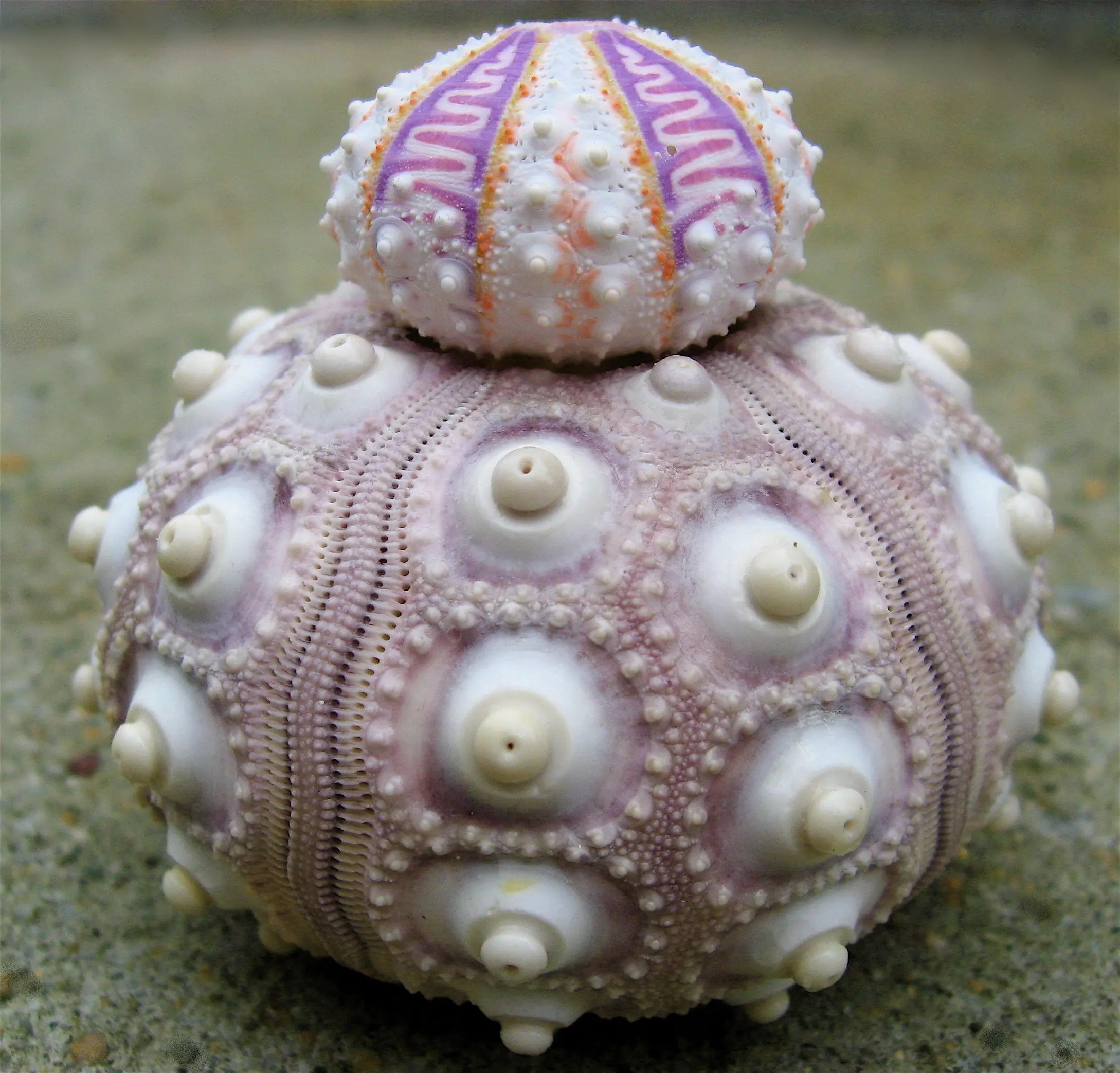 branchiopoda
