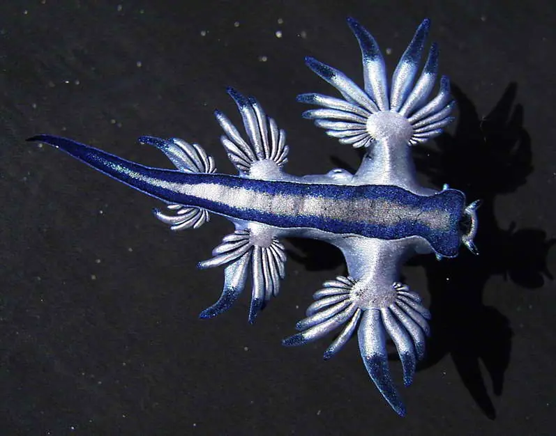 animalito