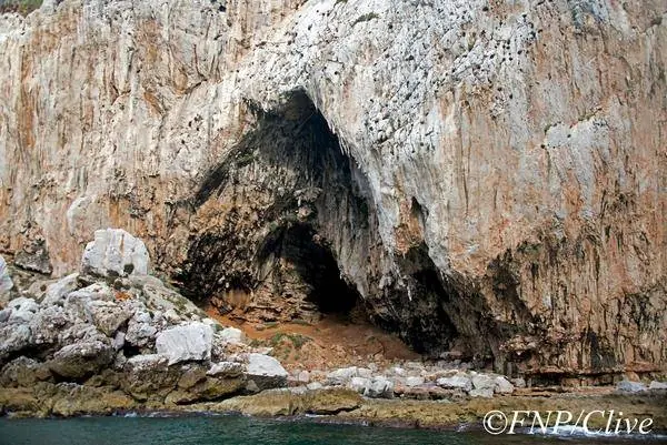 Los neandertales comían palomas