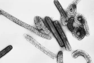 armas biologicas