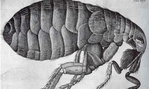 Los peores insectos
