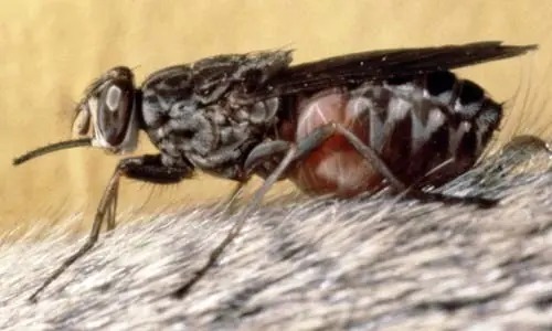 chupamelapija