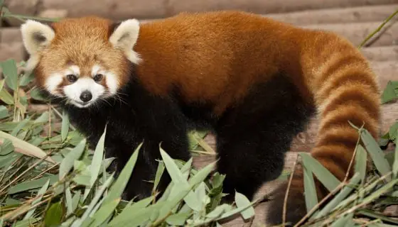 Animales