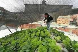 Los techos que dan comida.