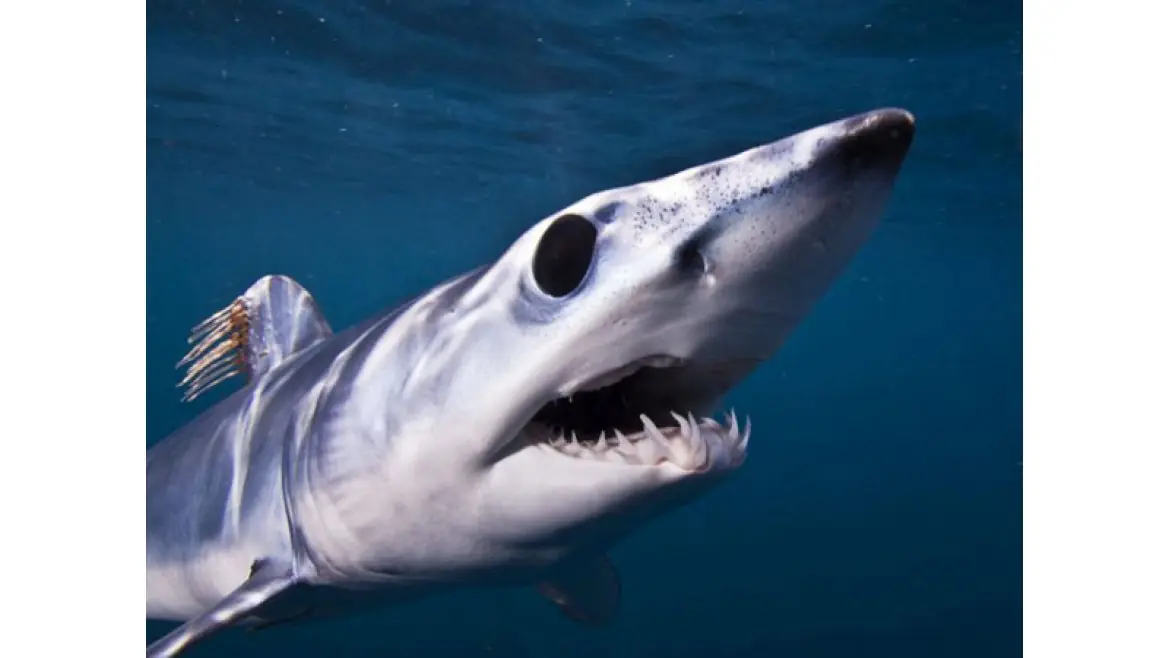 Mako, el tiburón más terrorífico del mundo