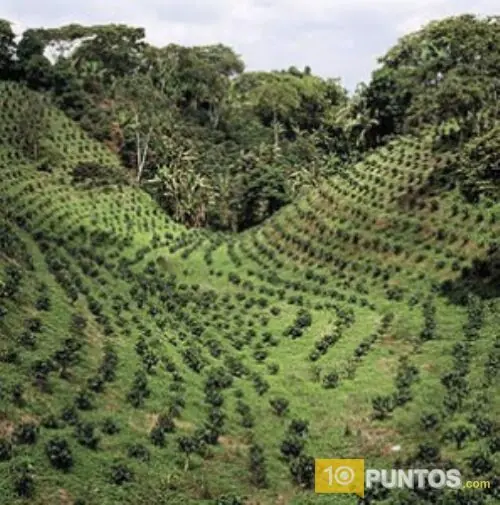 10 países que son famosos por su café