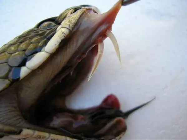 picadura de serpiente