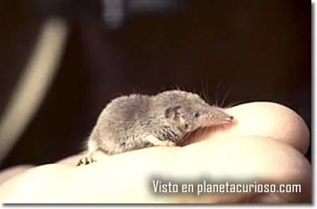 ecologia
