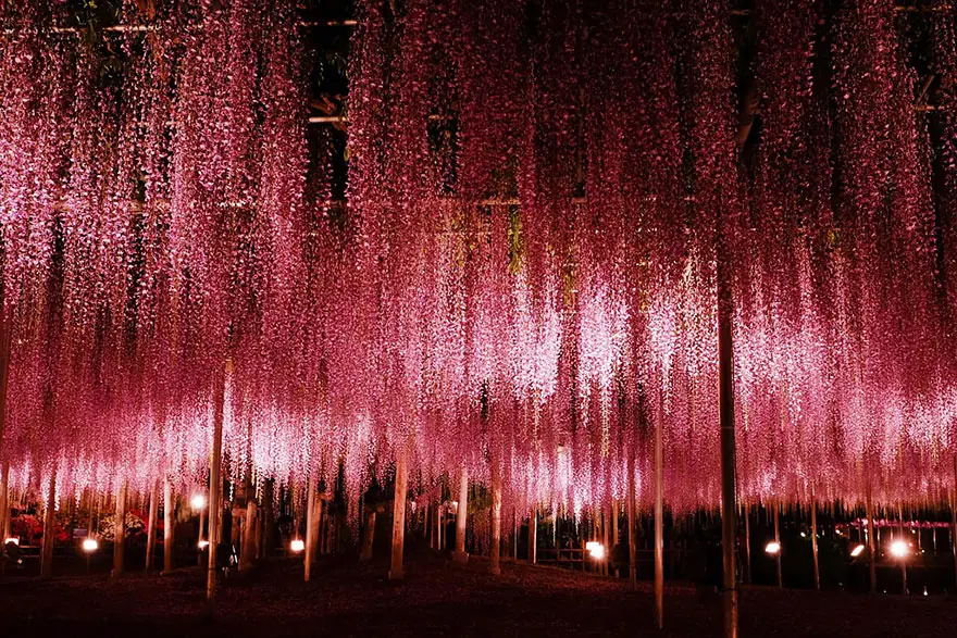japones