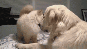 Animales