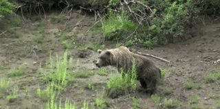 Animales