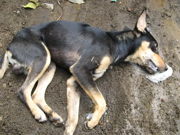 México: mataron a perros callejeros con pollo envenenado