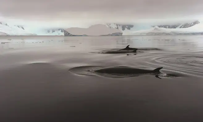 Cómo estudiar una ballena minke del Antártico sin matarla