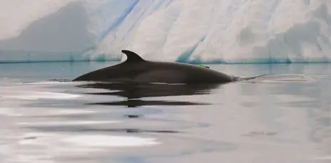 ballena