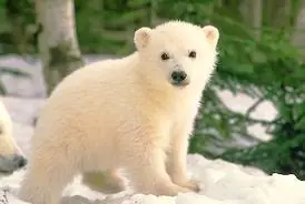 polar