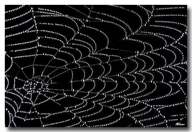 Curiosidades de la naturaleza (Megapost)