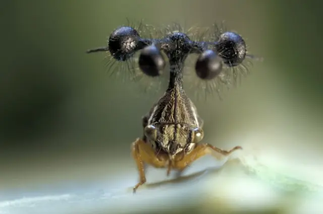 El insecto más raro del mundo (probablemente)