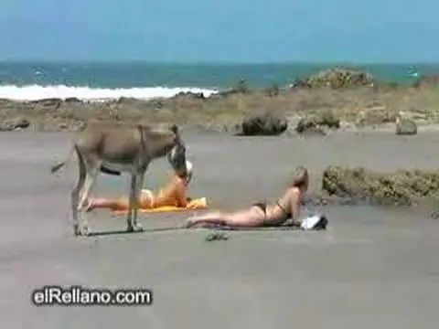 reis