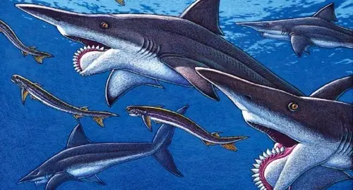 tiburon